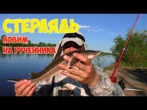 Видео: Ловим Краснокнижную рыбу. Ловля стерляди на ручейника.