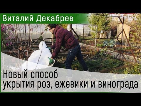 Видео: Новый способ укрытия роз, ежевики и винограда. Виталий Декабрев