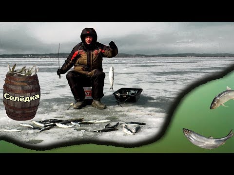 Видео: Рыбалка на блесна. Селедка клюет как из бочки! Закрыл сезон твердой воды.