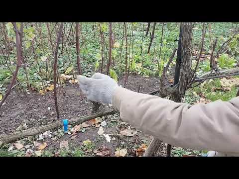Видео: Виноград на беседке - обрезка на урожай и для красоты.