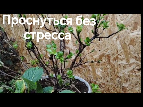 Видео: Крупнолистная Гортензия! Будим красавиц!