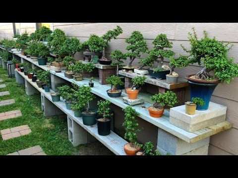 Видео: Экскурсия по выращиванию бонсай на заднем дворе от Little Jade Bonsai