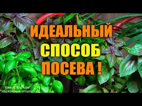 Видео: БУКЕТНЫЙ СПОСОБ ПОСЕВА И ВЫРАЩИВАНИЯ БАЗИЛИКА!
