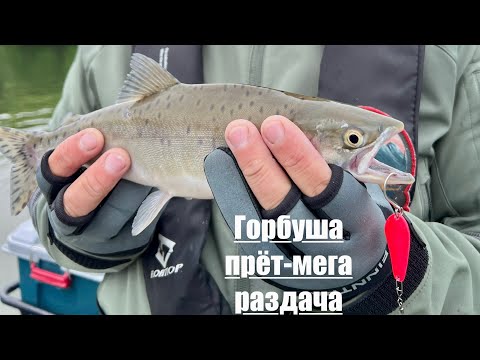 Видео: Горбушовое эльдорадо.Клюёт с каждого заброса!5 видов рыб за день!#камчатка #рыбалка#организуюрыбалку