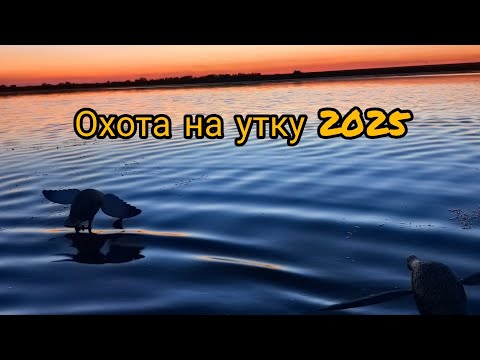 Видео: Иж 58.Охота. Две вечорки. На ужин взял 