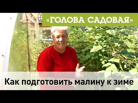 Видео: Голова садовая - Как подготовить малину к зиме