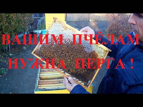 Видео: Давать или не давать пергу?