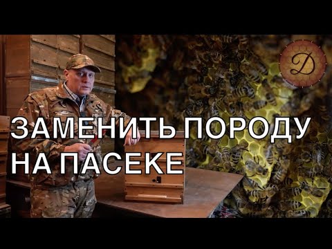 Видео: МЕНЯЕМ ПЧЕЛУ. МЕТОДЫ СОБСТВЕННОЙ СЕЛЕКЦИИ.