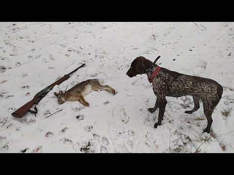 Видео: Удачная охота на зайца и лису с КУРЦХААРОМ (Альта)