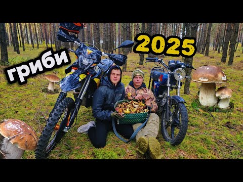 Видео: Збираєм гриби щоб заробити ГРОШІ. Повний процес від збору до здачі. Скільки заробили? 