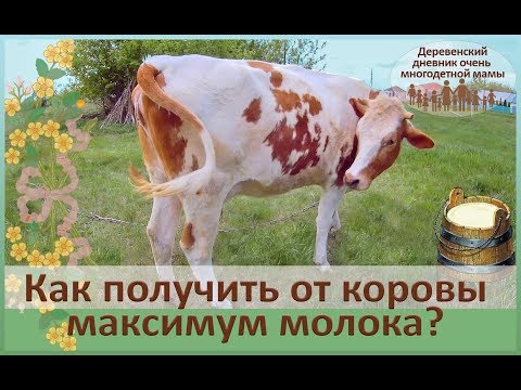 Видео: Правильное кормление и содержание коров молочного направления. Подготовка к отёлу нетеля.