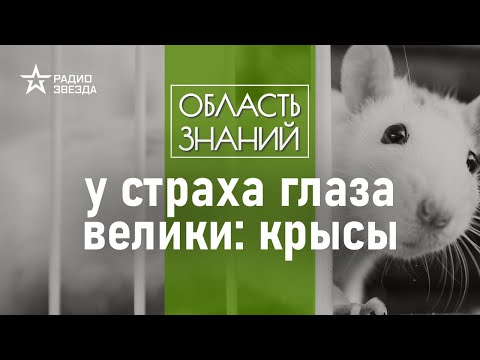Видео: Как смеётся крыса и зачем ей хвост? Рассказывает биолог Илья Гомыранов