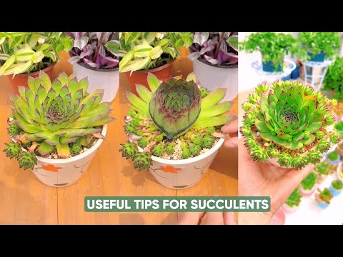 Видео: Простой уход за суккулентами для начинающих!