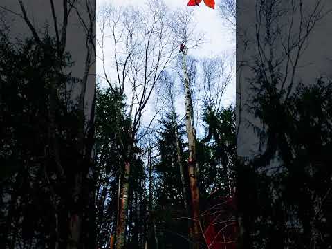 Видео: Удаление осины над забором и баней