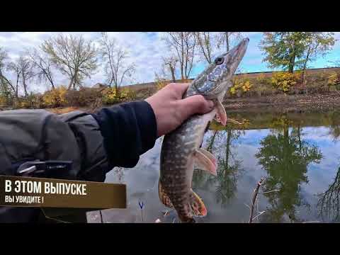 Видео: Взял удочку и мальков и пошёл рыбалить на реку встретил юного рыбака дал ему снасть поймал щуку