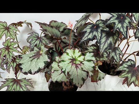 Видео: Посадочки - пересадочки😎 Счастливого Рождества!