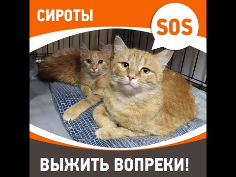 Видео: Помощь сиротам