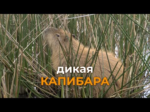 Видео: Капибары - южная, самая холодная среда обитания, Laguna de Los Padres.