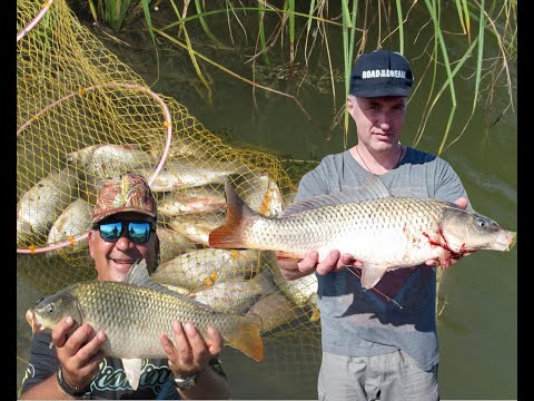 Видео: Сартлан озеро в Новосибирской области убойная рыбалка в августе на сазана и карася