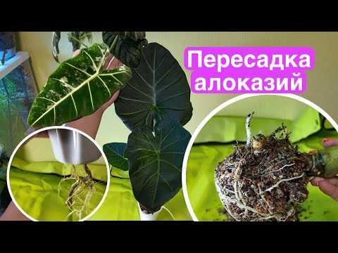 Видео: Пересаживаю крупные алоказии. Пересадка Регал Шилдс и Фрайдек вариегатной
