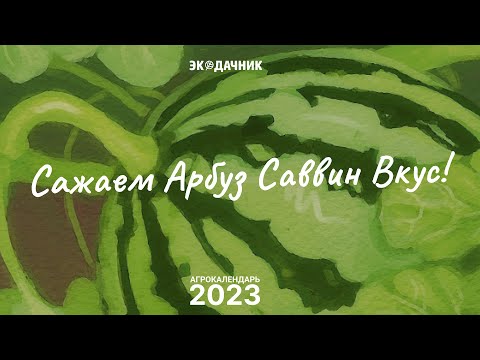 Видео: Арбуз Саввин Вкус посев и дальнейший уход советы агронома