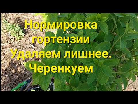 Видео: Нормировка побегов на гортензии и укоренение Черенков