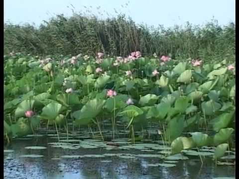 Видео: Лотосы