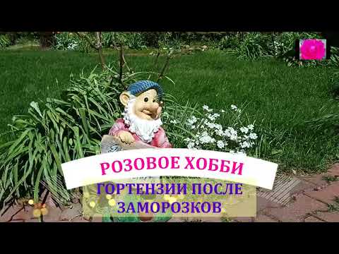 Видео: ВОССТАНАВЛИВАЕМ ГОРТЕНЗИИ ПОСЛЕ ЗАМОРОЗКА