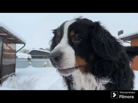 Видео: Зима для бернского зенненхунда