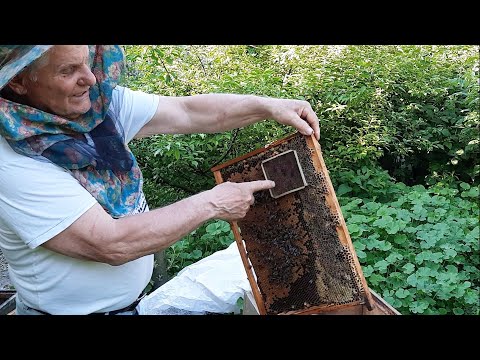 Видео: Как сделать отводок пчел легко и просто!
