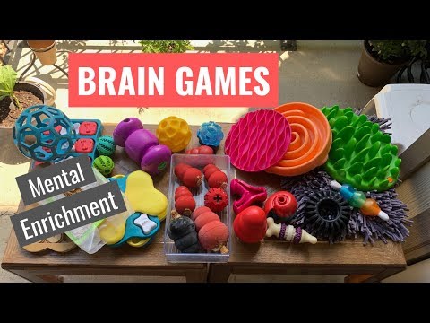 Видео: Игры для собак – развитие интеллекта