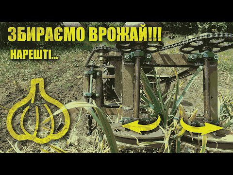 Видео: Міні-комбайн по часнику! Нарешті польові роботи .