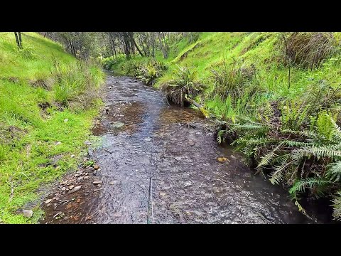 Видео: Ловля рыбы нахлыстом в небольшом горном ручье