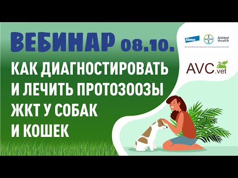 Видео: Вебинар "Как диагностировать и лечить протозоозы жкт у собак и кошек"