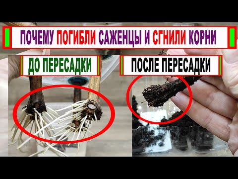 Видео: 🍇Это ОШИБКА! Почему ПОСЛЕ ПЕРЕСАДКИ укорененных черенков СГНИВАЮТ КОРНИ и погибают саженцы винограда