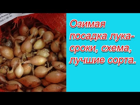 Видео: Осенняя посадка лука. Как это сделать правильно.