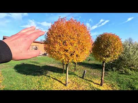 Видео: Жовтень 2025. Підсумки