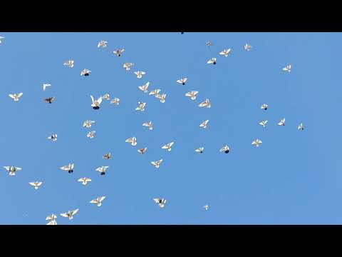 Видео: 1 октября 2025 г.