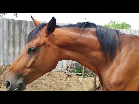 Видео: Жылкы багуу жолдору.Көптөн күткөн кулун туулду.