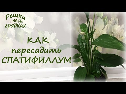 Видео: Спатифиллум пересадка | Как выбрать цветок в магазине