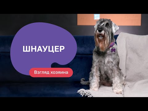 Видео: Шнауцер — все о породе, плюсы и минусы — шоу «Ожидание/реальность»