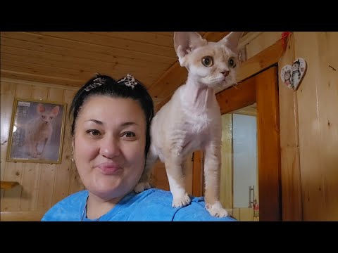 Видео: Наши котята Девончики, уборка в комнате