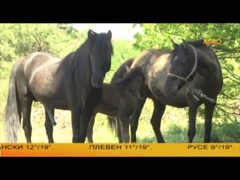 Видео: Каракачански кон поддържа биоразнообразието в природата