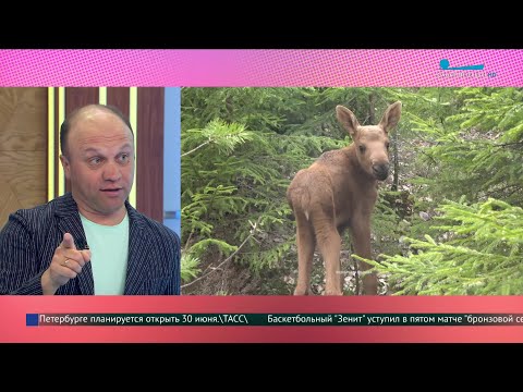 Видео: Осторожно, лосята! Что делать при встрече с сохатыми