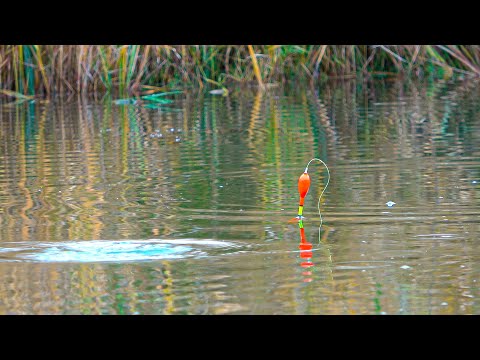 Видео: В ТАКИХ МЕСТАХ мы еще не рыбачили НА ПОПЛАВОК, река ИЛИ, КАПЧАГАЙ, рыбалка в ноябре 2022