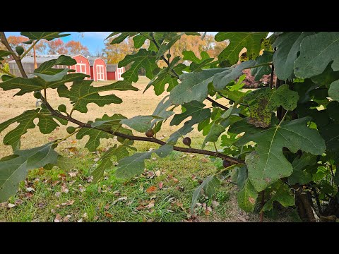 Видео: Подводим итоги лета. Большой инжирный отдых!