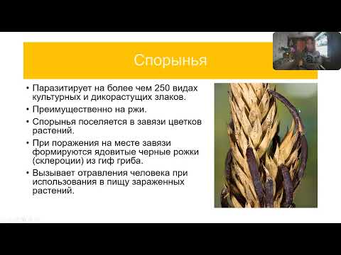 Видео: Паразитические грибы. Спорынья, Головня, Ржавчина, Мучнистая роса