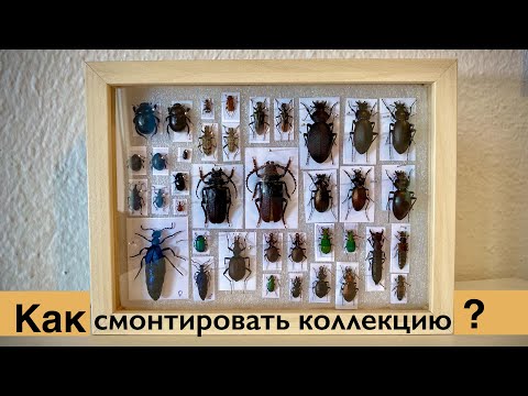 Видео: КАК смонтировать ЭНТОМОЛОГИЧЕСКУЮ КОЛЛЕКЦИЮ