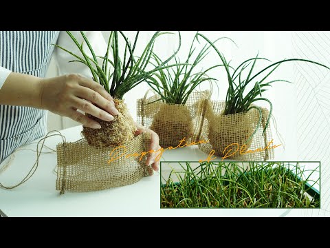 Видео: Суккуленты, ростки и висячие растения 'stuckyi', строгальный станок, использование пространства