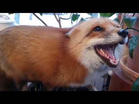 Видео: ЛИ СЯО. Алиса - Лиса. Самые смешные моменты. ч1